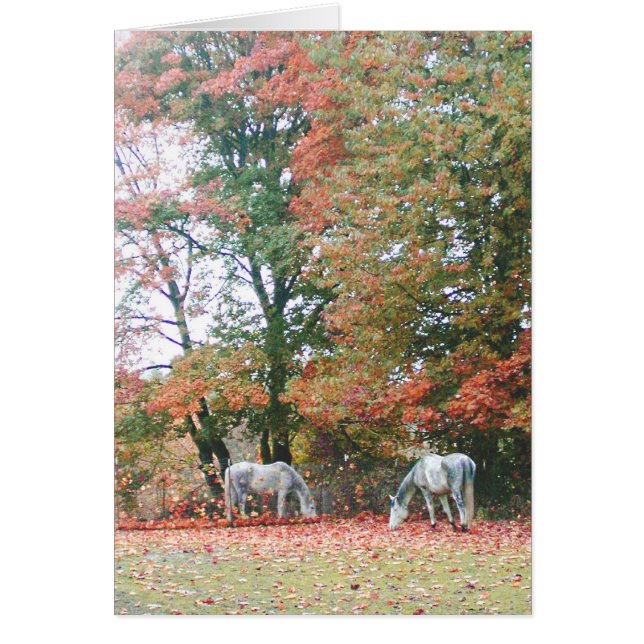 Caballos Árabes Chas & Chiaro (Frente)