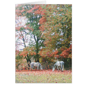 Caballos árabes Chas y Chiaro