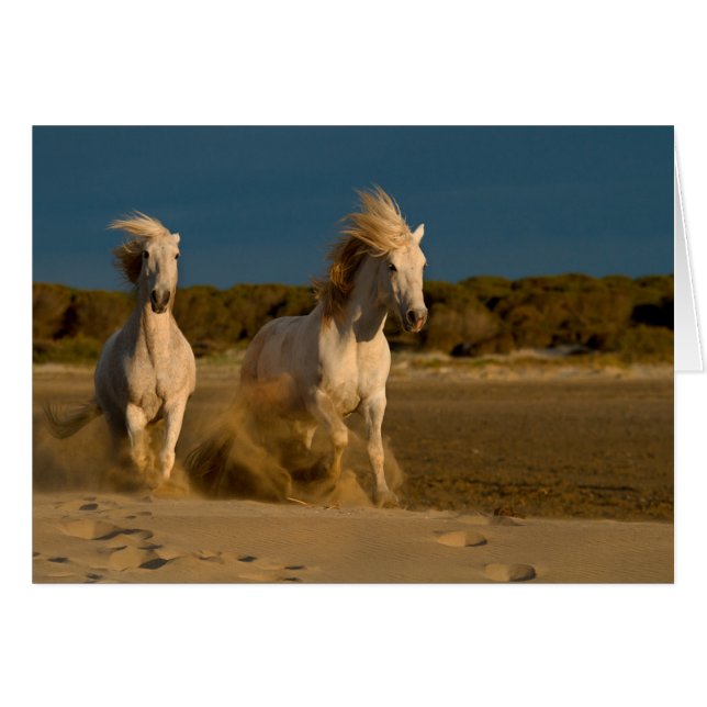 Caballos Blancos Corriendo En La Playa | Camarga,  (Anverso (Horizontal))