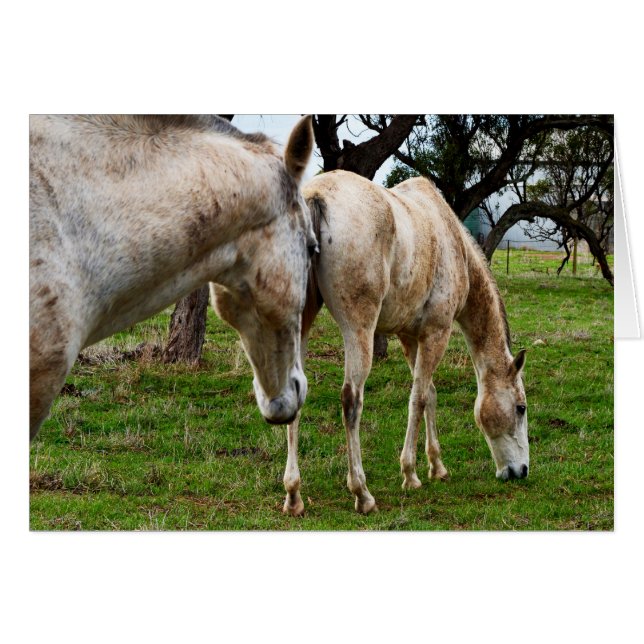 Caballos blancos de fango, (Anverso (Horizontal))