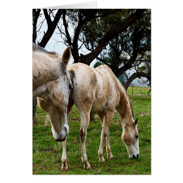 Caballos blancos manchando,_ (Frente)