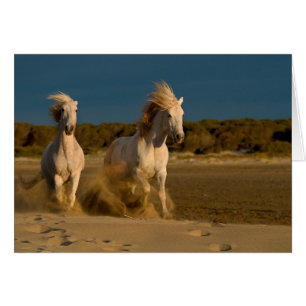Caballos blancos que corren en la playa el  
