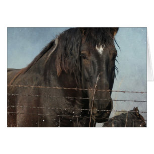Caballos Borradores en un pasto