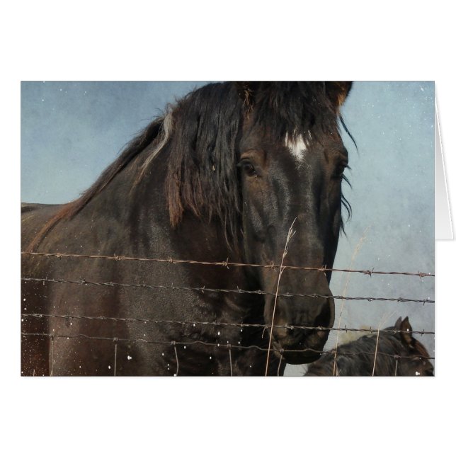 Caballos Borradores en un pasto (Anverso (Horizontal))