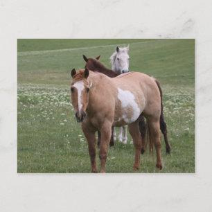 Caballos con postal de campo
