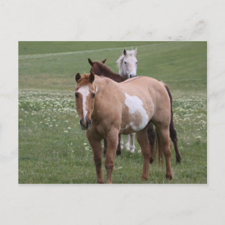 Caballos con postal de campo