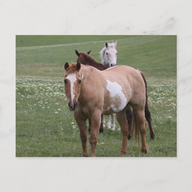 Caballos con postal de campo (Anverso)