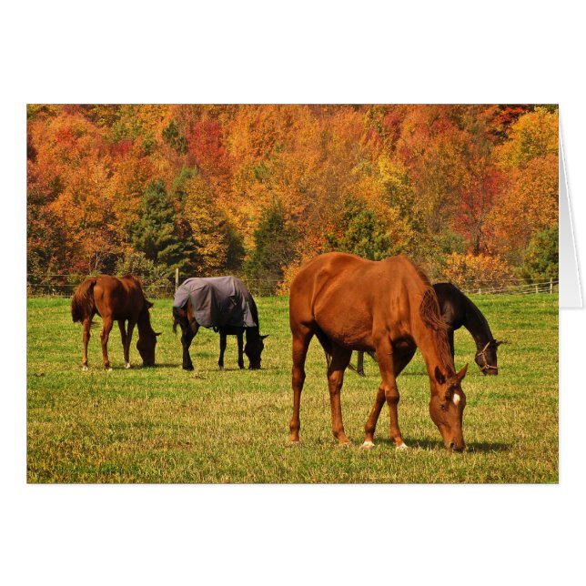 Caballos con tarjeta en blanco en otoño (Anverso (Horizontal))