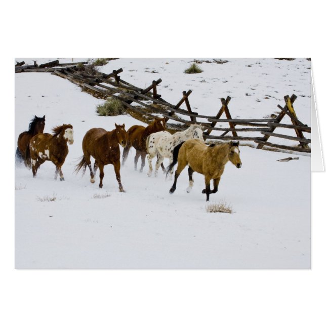Caballos corriendo en nieve (Anverso (Horizontal))