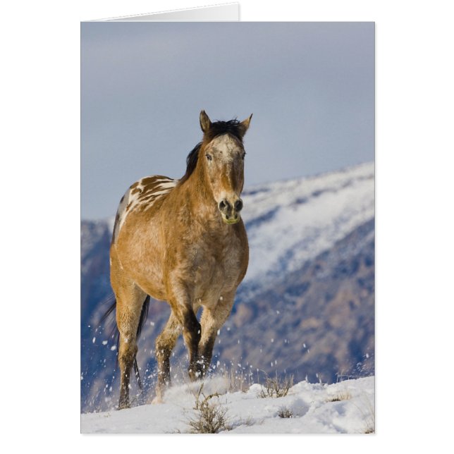 Caballos corriendo en nieve (Frente)