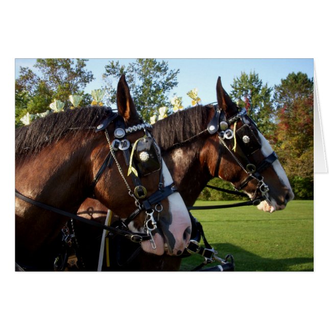 Caballos de Clydesdale (Anverso (Horizontal))