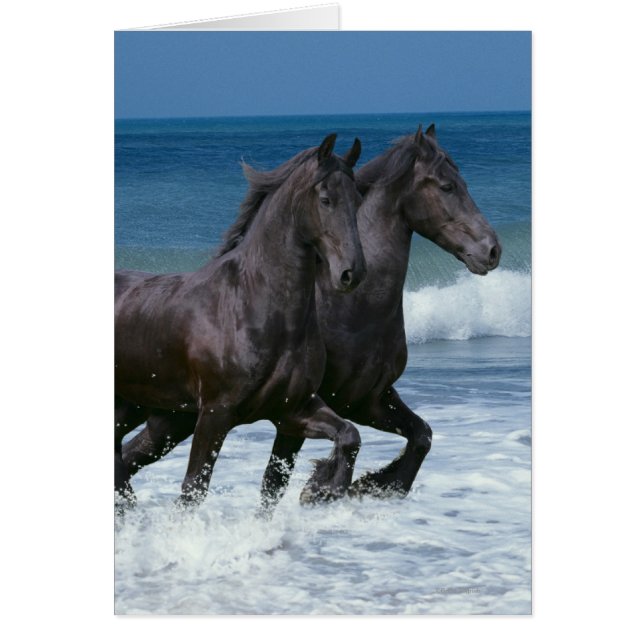 Caballos de fantasía: Friesianos y mar (Frente)