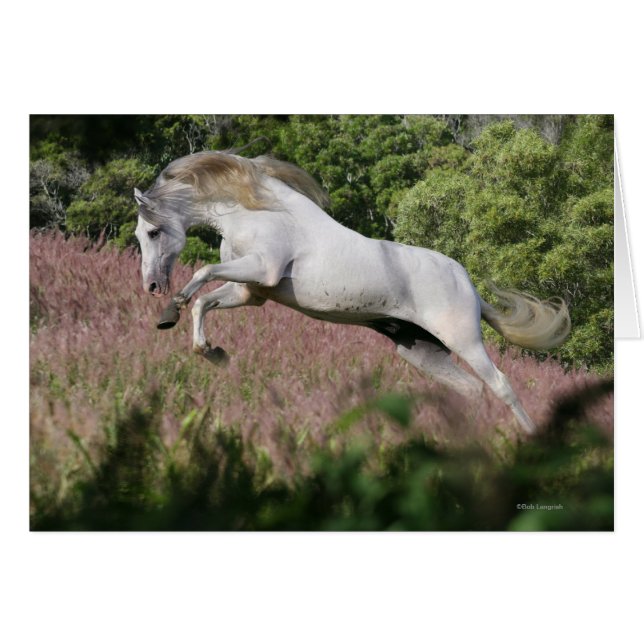 Caballos de fantasía: Gallop de primavera (Anverso (Horizontal))