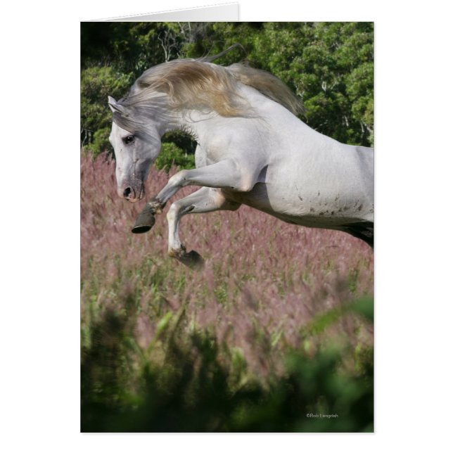 Caballos de fantasía: Gallop de primavera (Frente)
