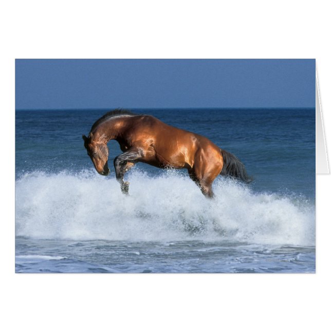 Caballos de fantasía: Selle Francais y mar (Anverso (Horizontal))
