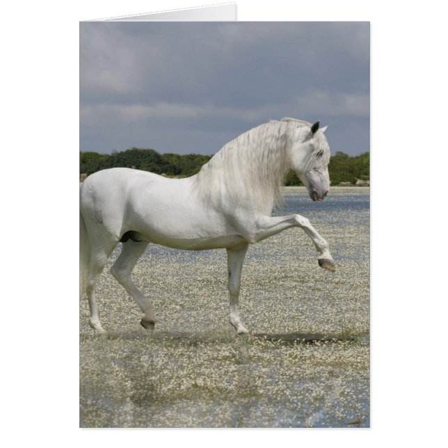 Caballos de fantasía: Señor del lago (Frente)