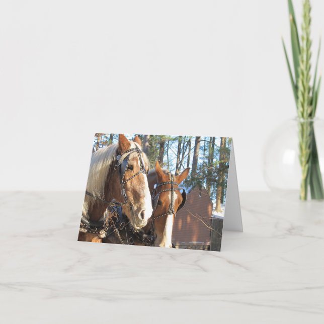 Caballos de Invierno en Sturbridge Tarjeta Postal  (Anverso)