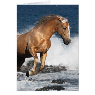 Caballos de la fantasía: Chapoteo del verano