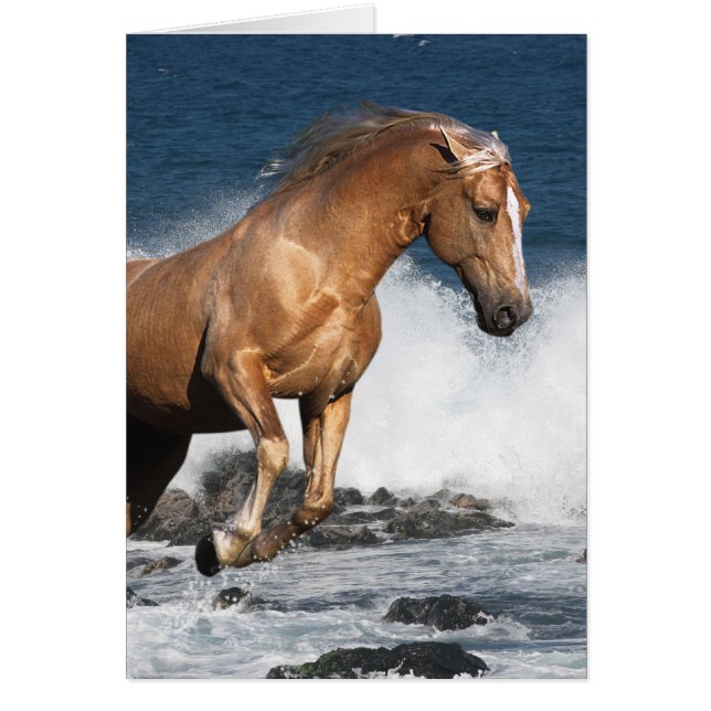 Caballos de la fantasía: Chapoteo del verano (Frente)