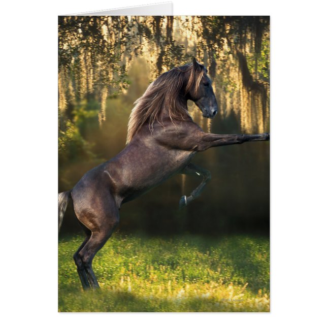 Caballos de la fantasía: Príncipe del guerrero (Frente)