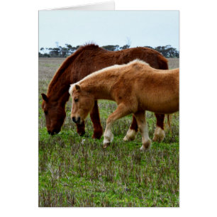 Caballos de lana de invierno,