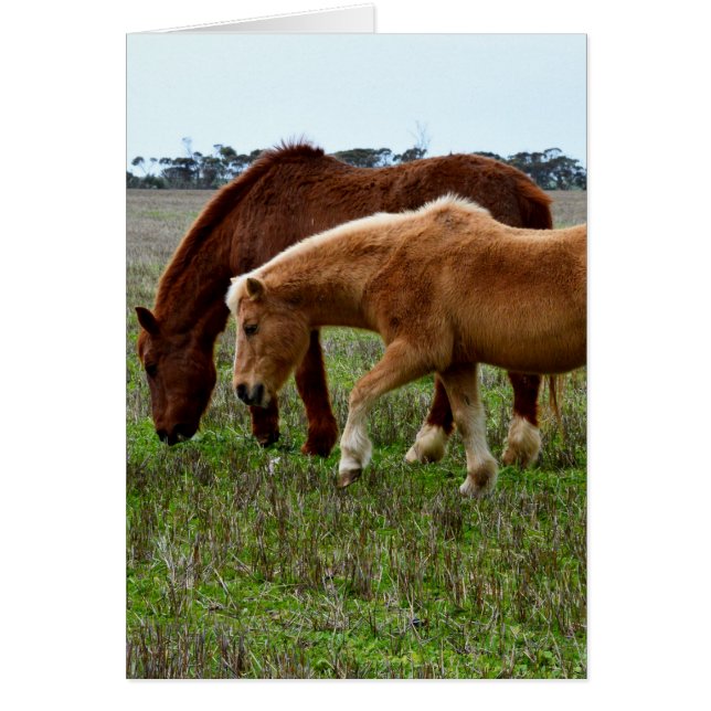 Caballos de lana de invierno, (Frente)