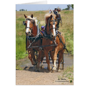 Caballos de proyecto belgas