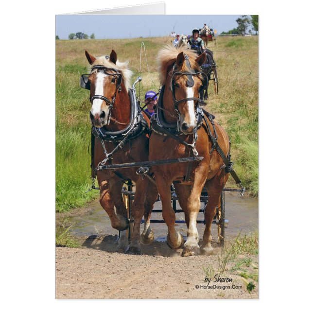Caballos de proyecto belgas (Frente)