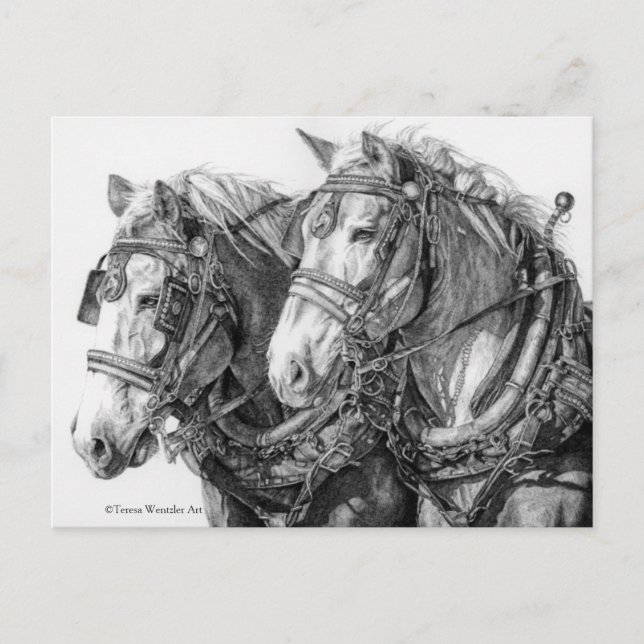 Caballos de tiro dibujando postal (Anverso)