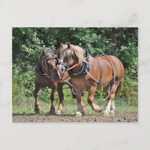 Caballos de tiro en la postal del mazo de cables
