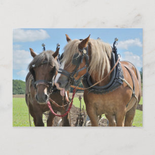 Caballos de tiro en la postal del mazo de cables