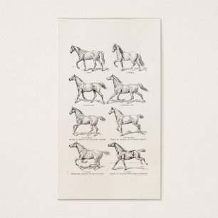Caballos del ilustracion de los pasos del caballo