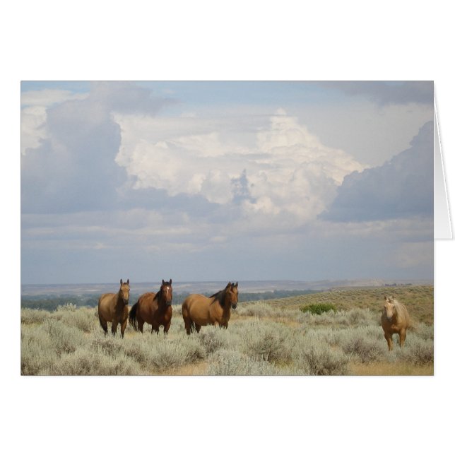 Caballos del Oeste Americano (Anverso (Horizontal))