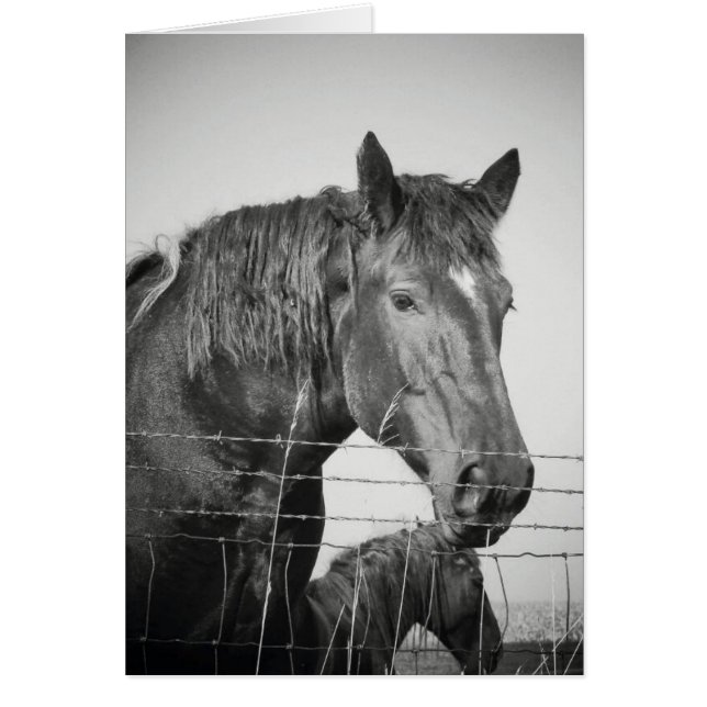 Caballos detrás de la cerca en blanco y negro (Frente)