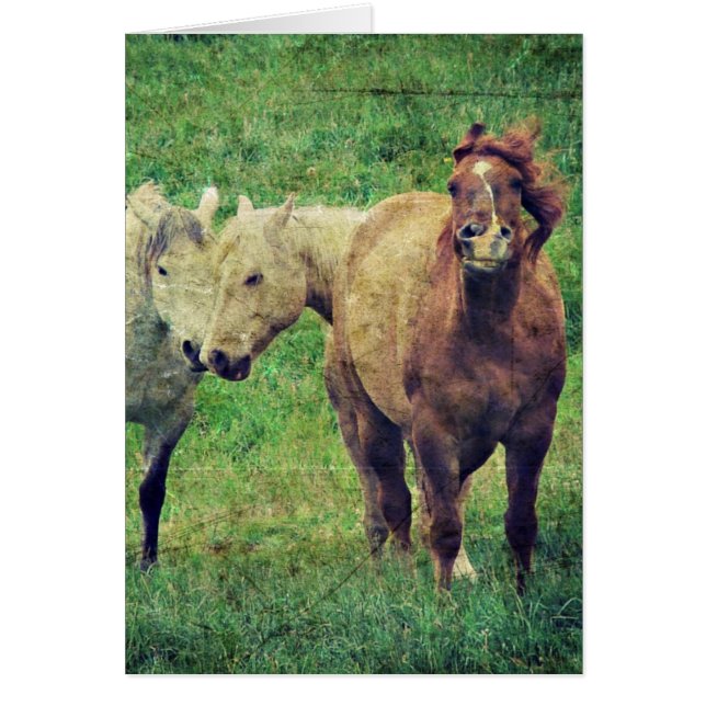 Caballos divertidos (Frente)