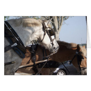 Caballos en arnés