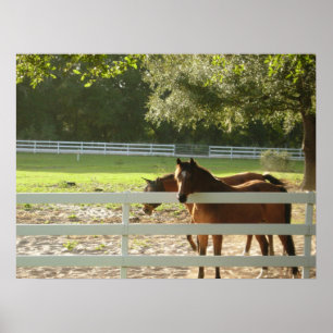 Caballos en arte del poster de la fotografía del