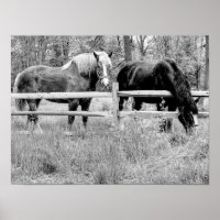 Caballos en blanco y negro — Arte fotográfico digi