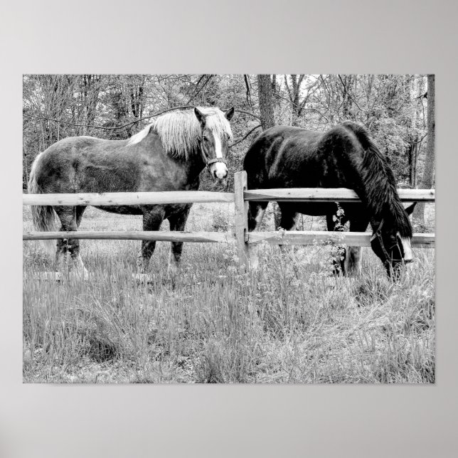 Caballos en blanco y negro — Arte fotográfico digi (Frente)