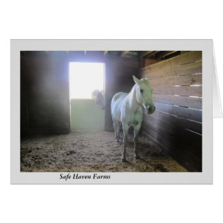 Caballos en descanso en las granjas del asilo