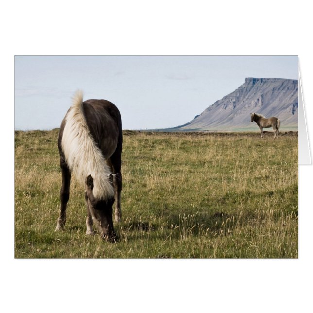 Caballos en el Ballena-fiordo (Anverso (Horizontal))