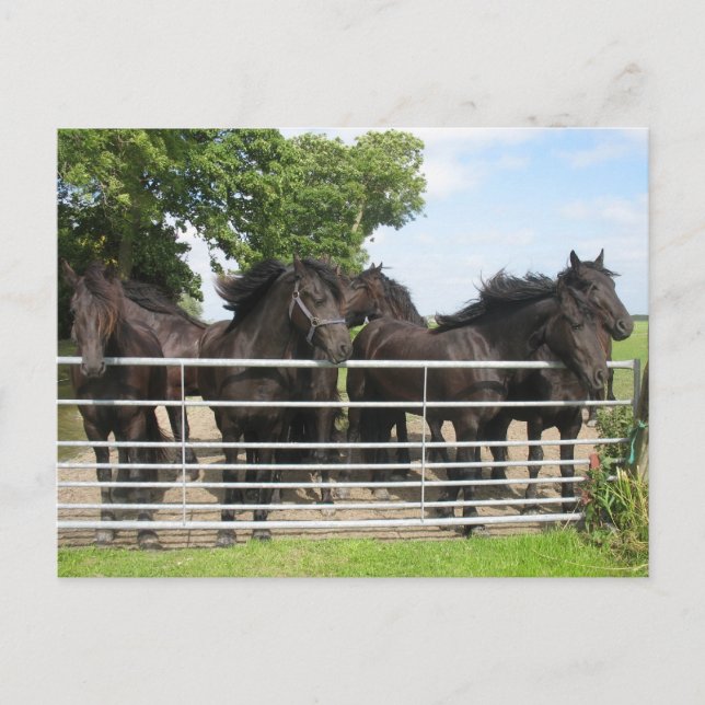 Caballos en la postal de la cerca (Anverso)