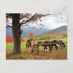 Caballos en la postal de la montaña