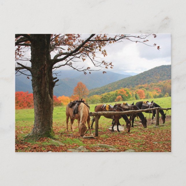 Caballos en la postal de la montaña (Anverso)