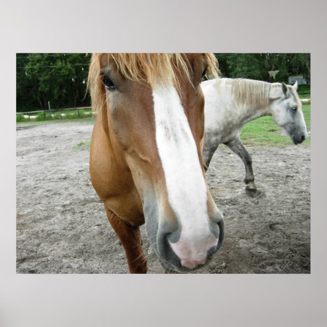 Caballos en Ocala, Poster de Arte de Florida (Frente)