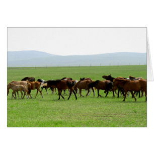 Caballos en pastoreo - Fotografía paisajística