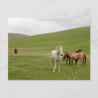 Caballos en postal del pasto