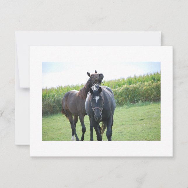 Caballos enamorados (Anverso)