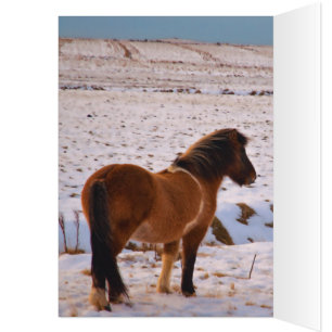 Caballos islandeses a montones