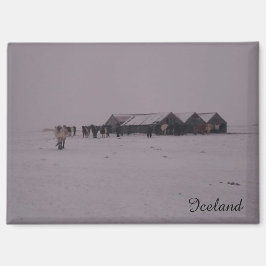 Caballos islandeses en el imán de nieve